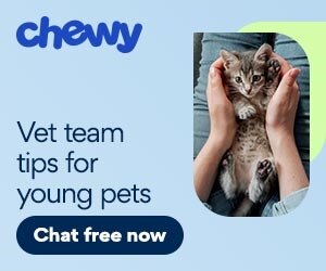 Vet team tips for young pets CAT.jpeg